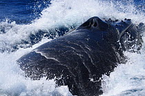 Humpback whale (Megaptera novaeangliae) male lunging whilst coming up to breathe, during heat run, Vava'u, Tonga, South Pacific