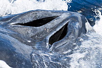 Humpback whale (Megaptera novaeangliae) close up of female with open nostrils surfacing to breathe, note the whale lice (Cyamus boopis) Vava'u, Tonga, South Pacific