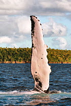 Humpback whale (Megaptera novaeangliae) pectoral fin raised in late afternoon sunlight near coast, Vava'u, Tonga, South Pacific