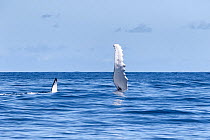 Humpback whale (Megaptera novaeangliae) male on its side, getting ready to slap its pectoral fin on the ocean surface, Vava'u, Tonga, South Pacific
