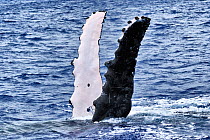 Humpback whale (Megaptera novaeangliae) male extending his pectoral fins into the air, social behaviour, Vava'u, Tonga, South Pacific