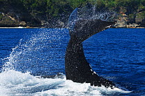 Humpback whale (Megaptera novaeangliae) female executing a reverse tail slap, with dorsal surface hitting the surface of the ocean, Vava'u, Tonga, South Pacific