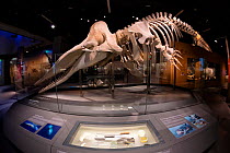 Sperm whale (Physeter macrocephalus) skeleton of female dubbed Jubilee, on display at the Lee Kong Chian Natural History Museum in Singapore. This 10.6m adult whale was found off Jurong Island in July...
