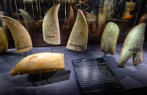 Sperm whale (Physeter macrocephalus) tooth scrimshaws on display at the Nantucket Whaling Museum, Massachusetts, USA