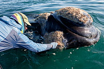 Researcher reaching over to take samples of Whale lice (Cyamus ovalis) from one of the callosities on Southern right whale (Eubalaena australis) at surface, photographed with the permission of the Dep...