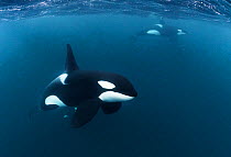 Killer whale / Orca (Orcinus orca) mature male in the foreground, with other mature males visible behind, Norway, January