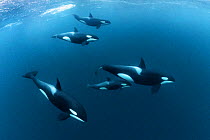 Killer whales / Orcas (Orcinus orca) large pod including calf traveling together while foraging on large schools of Herring (Clupea harengus) in the cold waters of northern Norway, January