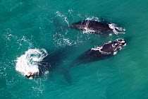Southern right whales (Eubalaena australis) aerial view of three adullts engaged in social activity, photographed with the permission of the Department of Environmental Affairs, South Africa.