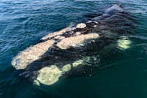 Southern right whale (Eubalaena australis) swimming just under the ocean surface, callosities clearly visible and individual to that whale (used for identification) photographed with the permission of...