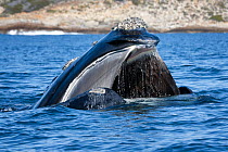 Southern right whale (Eubalena australis) with mouth open at the ocean surface, baleen clearly visible, photographed with the permission of the Department of Environmental Affairs, South Africa.