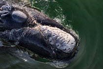 Southern right whale (Eubalaena australis) looking down on calf's head showing the development of callosities with whale lice (Cyamis ovalis) photographed with the permission of the Department of Envi...