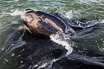 Southern right whale (Eubalaena australis) calf resting its head on top of its mother, already with Whale lice (Cyamus ovalis) on its skin, photographed with the permission of the Department of Enviro...