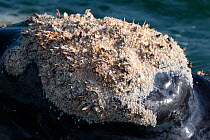 Southern right whale (Eubalaena australis) at surface showing callosity on head with huge number of Whale lice (Cyamus ovalis) amongst other organisms, photographed with the permission of the Departme...