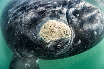 Southern right whale (Eubalaena australis) inquisitive adult approaching to observe diver, note the callosity above the whales eye, which is populated by other organisms, including whale lice (Cyamus...