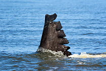 Southern right whale (Eubalaena australis) fluke marked by injuries that appear to be the result of a propellor strike from a boat traveling at high speed, photographed with the permission of the Depa...