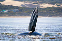 Southern right whale (Eubalaena australis) lifting a pectoral fin out of the water near shore, photographed with the permission of the Department of Environmental Affairs, South Africa, August