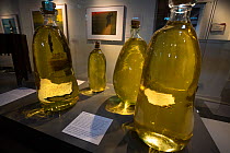 Sperm whale (Physeter macrocephalus) spermaceti in bottles, on display at the Nantucket Whaling Museum, Massachusetts, USA.  This spermaceti was taken from a 46-foot male sperm whale that stranded on...