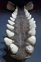 Sperm whale (Physeter macrocephalus) male jaw bone showing teeth, Nantucket Whaling Museum, Massachusetts, USA.