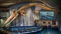 Sperm whale (Physeter macrocephalus) male 46 foot long skeleton suspended from the ceiling of Gosnell Hall in the Nantucket Historical Museum, Massachusetts, USA.