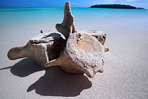 Sperm whale (Physeter macrocephalus) vertebrae that was stranded on the small island in Vava'u, Tonga, Pacific Ocean