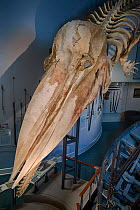 Sperm whale (Physeter macrocephalus) looking down on skull and skeleton, the blowhole is visible on the top, Nantucket Museum, Massachusetts, USA