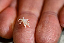 Whale louse (Cyamus ovalis) on hand to show scale, came from a Southern right whale (Eubalaena australis) South Africa. Photographed with the permission of the Department of Environmental Affairs, Sou...