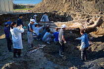 Lifting the heavy skull of an exhumed Fin whale (Balaenoptera physalus) without damaging it is a delicate procedure, Tokyo, Japan November 2013