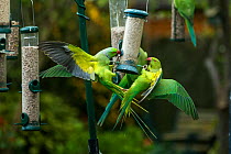 Rose-ringed / Ring-necked  parakeets (Psittacula krameri) squabbling on bird feeder. London, UK.