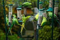 Rose-ringed / Ring-necked  parakeets (Psittacula krameri) on bird feeders. London, UK.
