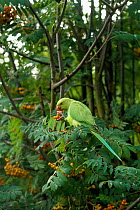 Rose-ringed / Ring-necked  parakeet (Psittacula krameri) feeding on Rowan berries. London, UK.