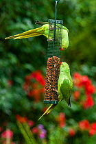 Rose-ringed / Ring-necked  parakeets (Psittacula krameri) on bird feeder.  London, UK.