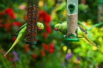 Rose-ringed / Ring-necked  parakeets (Psittacula krameri) on bird feeder.  London, UK.