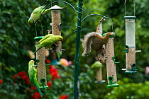 Grey squirrel (Sciurus carolinensis) and Rose-ringed / Ring-necked parakeets (Psittacula krameri) on bird feeders.  London, UK.