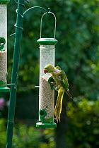 Rose-ringed / Ring-necked  parakeet (Psittacula krameri) which has lost lots of feathers on bird feeder, molting.  London, UK.