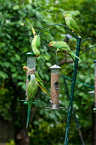 Rose-ringed / Ring-necked  parakeets (Psittacula krameri) on bird feeders.  London, UK.