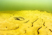 River stingray (Potamotrygon sp.) half hidden in sand, Paraguay River, Pantanal, Brazil