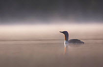 Red throated diver (Gavia stellata) on lochan in dawn mist, Cairngorms National Park, Scotland, UK, May.