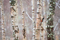 Great spotted woodpecker (Dendrocopos major) on Birch (Betula pendula) tree, Glenfeshie, Cairngorms National Park, Scotland, UK, April 2013.