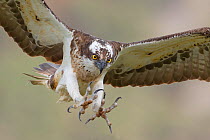 Osprey (Pandion haliaetus) male flying with talons outstretched, Glenfeshie, Cairngorms National Park, Scotland, UK, May.