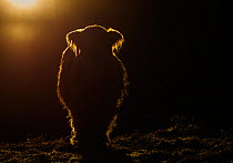 Highland cow backlit in evening light, Scotland, UK, February.