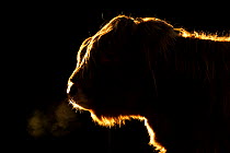 Highland cow backlit in evening light, Scotland, UK, February.