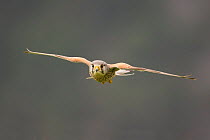 Kestrel (Falco tinnunculus) male flying, Cairngorms National Park, Scotland, UK, June.
