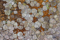 Map lichen (Rhizocarpon geographicum) on gneiss, North Harris, Outer Hebrides, Scotland, April.