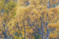 Silver birch (Betula pendula) trees swaying in wind, soft focus, Glenfeshie, Cairngorms National Park, Scotland, UK, October 2013.