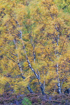 Silver birch (Betula pendula) trees swaying in wind, soft focus,  Glenfeshie, Cairngorms National Park, Scotland, UK, October 2013.