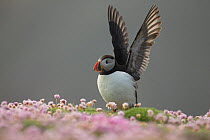Atlantic puffin (Fratercula arctica) with wings outstretched amongst Thrift (Armeria maritima), Fair Isle, Shetland, Scotland, UK, July.