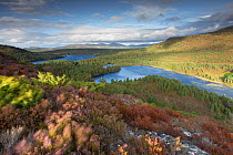 View over Rothiemurchus Forest to Loch Gamnha and Loch an Eilean, in evening light, Cairngorms National Park, Scotland, UK, September 2013.