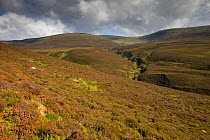 Heather moorland, Glenfeshie, Cairngorms National Park, Scotland, UK, September 2013.