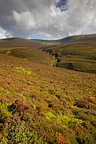 Heather moorland, Glenfeshie, Cairngorms National Park, Scotland, UK, September 2013.