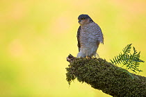 Sparrowhawk (Accipiter nisus) perching beside ferns on lichen covered branch, Dumfries and Galloway, Scotland, UK, October.